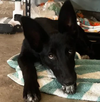 Pumpernickel