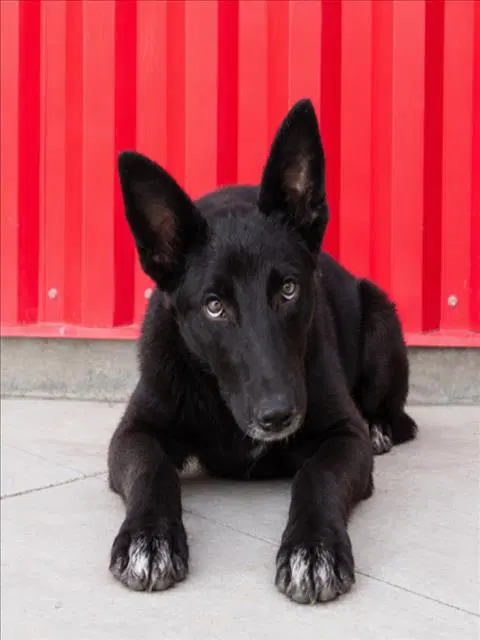 Pumpernickel - German Shepherd Dog