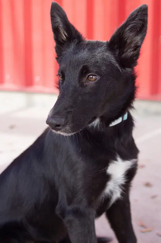 Pumpernickel - German Shepherd Dog