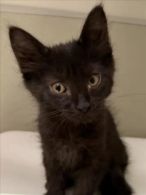 Swiss Roll - Domestic Medium Hair