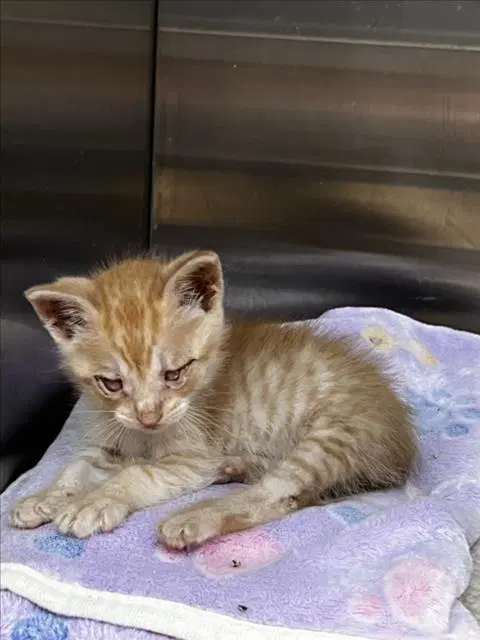 Donald - Domestic Short Hair