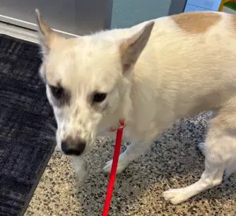 Churro - Australian Cattle Dog/Blue Heeler