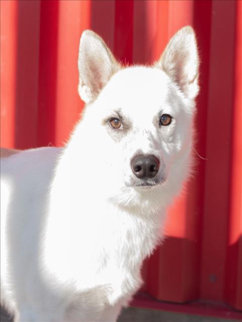 CHURRO, a dog for adoption from City of Tracy Animal Services