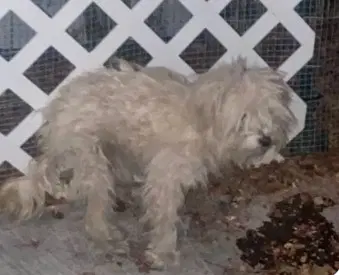 Molly - Maltese