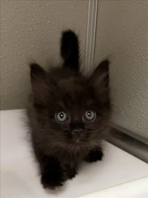 Bammy - Domestic Medium Hair