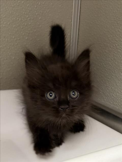 BAMMY, a cat for adoption from City of Tracy Animal Services