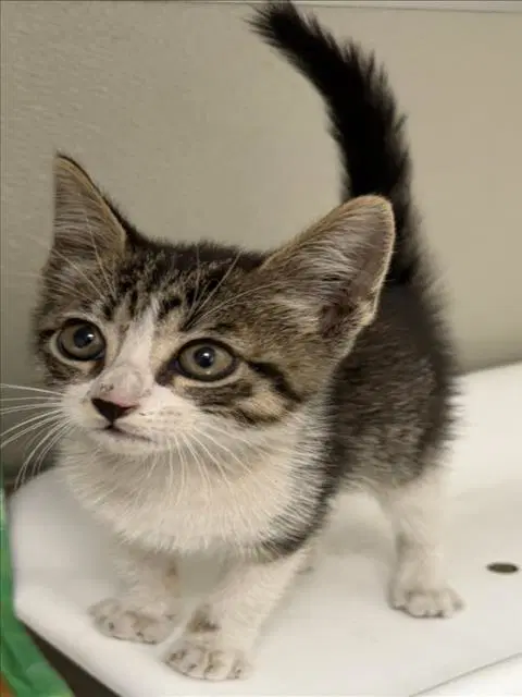 Damper - Domestic Short Hair
