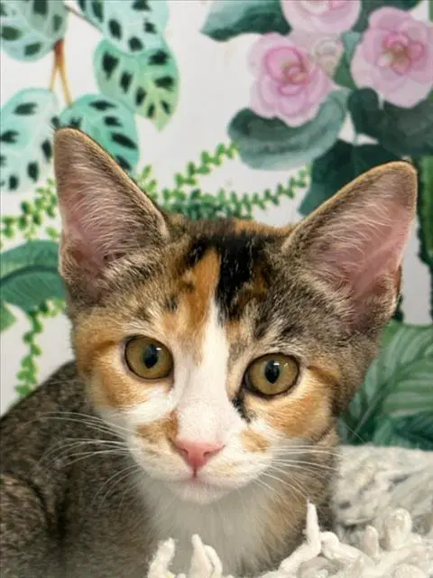 Lucy - Domestic Short Hair