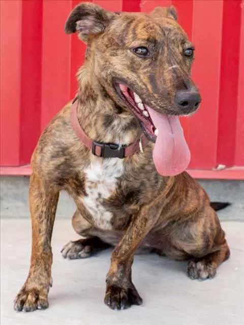 Blair - Pit Bull Terrier