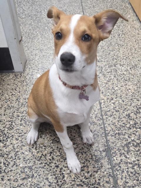 Nova