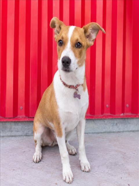 NOVA, a dog for adoption from City of Tracy Animal Services