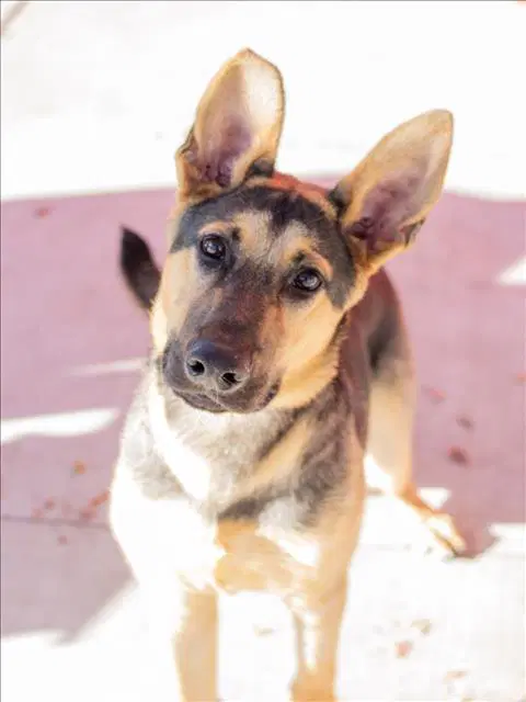 Rowdy - German Shepherd Dog