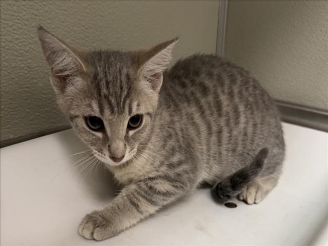 Sugar, Domestic Short Hair