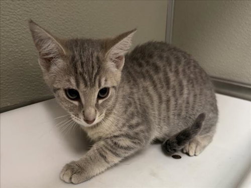 SUGAR, a cat for adoption from City of Tracy Animal Services