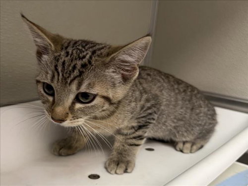 DONUT, a cat for adoption from City of Tracy Animal Services