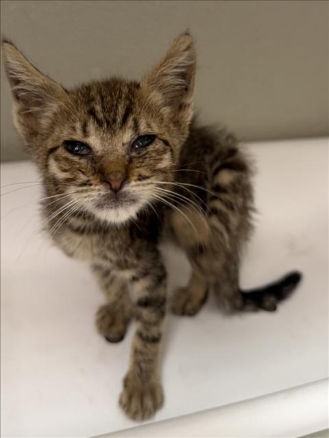 Wonder, Domestic Short Hair