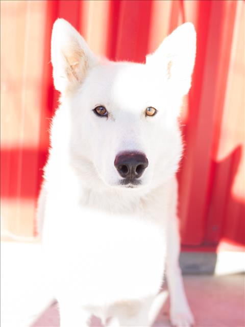 Blippi, German Shepherd Dog / Siberian Husky / Mixed (medium coat)