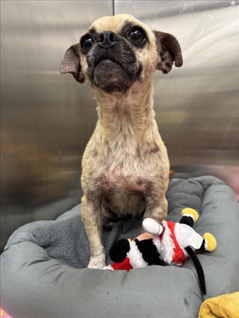 Maple, Pug