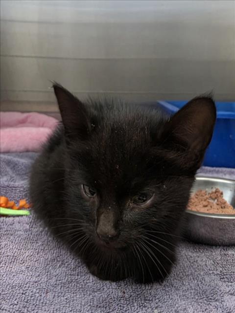 BING, a cat for adoption from City of Tracy Animal Services