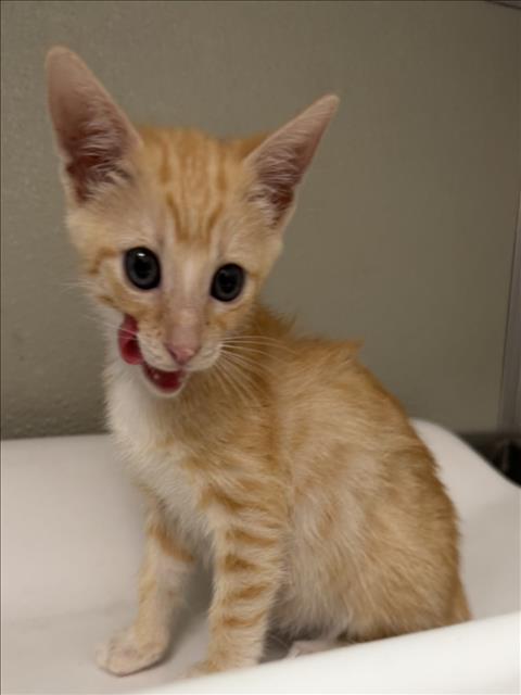 BROOK, a cat for adoption from City of Tracy Animal Services