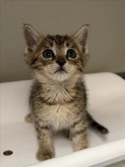 Kalifa - Domestic Short Hair