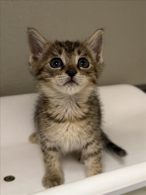 KALIFA, a cat for adoption from City of Tracy Animal Services