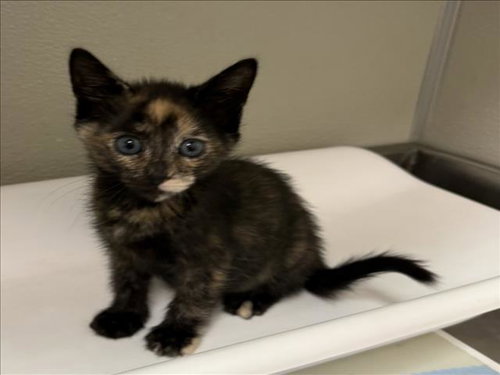 VIVI, a cat for adoption from City of Tracy Animal Services