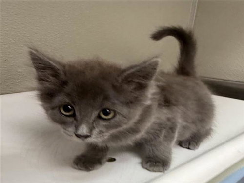 ROBIN, a cat for adoption from City of Tracy Animal Services
