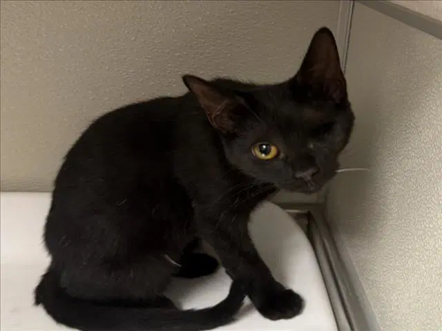 Biscotti - Domestic Short Hair