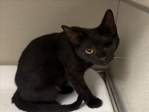 BISCOTTI, a cat for adoption from City of Tracy Animal Services