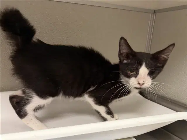 Crinkle - Domestic Short Hair