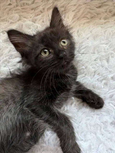 Tootsie Roll - Domestic Medium Hair