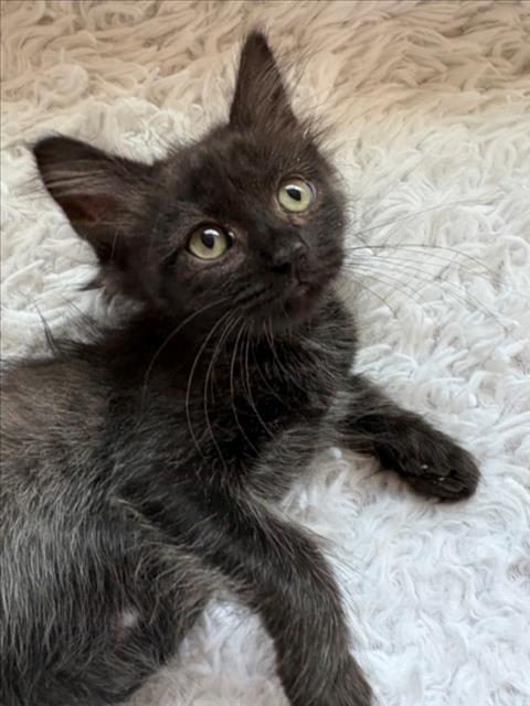 TOOTSIE ROLL, a cat for adoption from City of Tracy Animal Services
