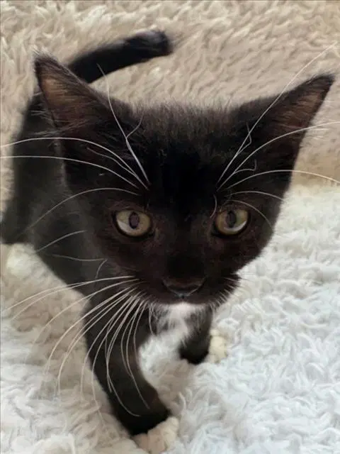 Kit Kat - Domestic Short Hair