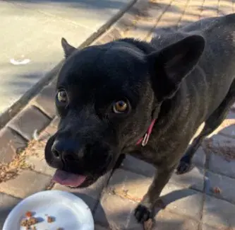 Bonnie - Pit Bull Terrier
