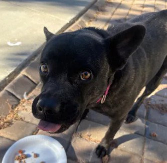 BONNIE, a dog for adoption from City of Tracy Animal Services