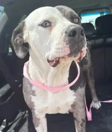 Daria - Pit Bull Terrier