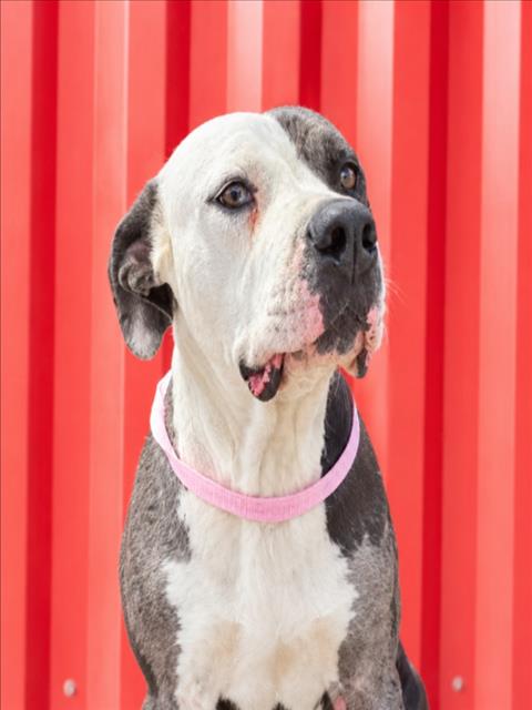 Daria, Pit Bull Terrier / Mixed (medium coat)