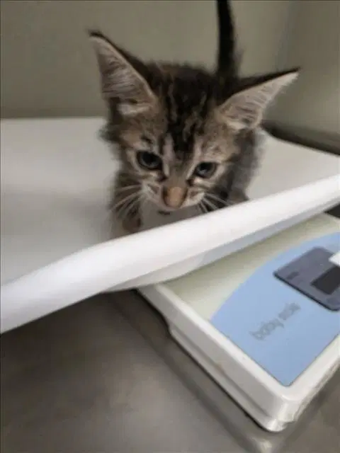 Stelly - Domestic Medium Hair