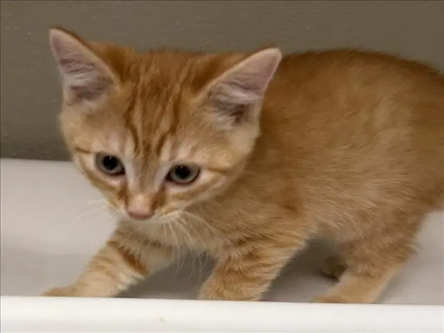 Unknown - Domestic Short Hair