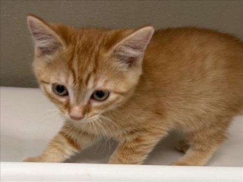 A048653, a cat for adoption from City of Tracy Animal Services