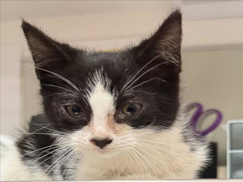 WOOP, a cat for adoption from City of Tracy Animal Services
