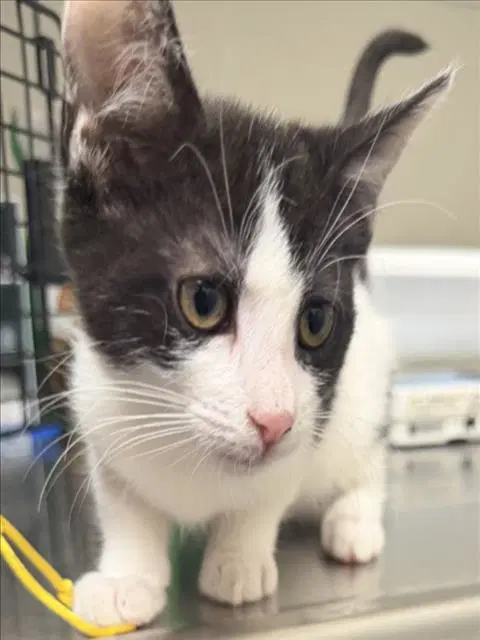 Lola - Domestic Short Hair
