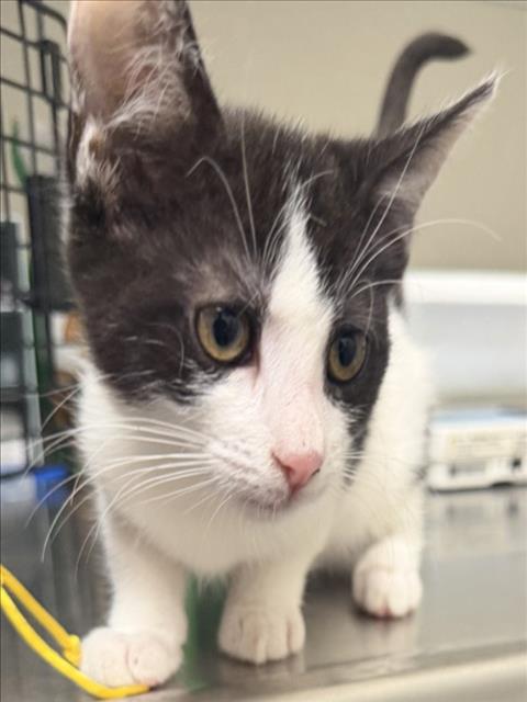 LOLA, a cat for adoption from City of Tracy Animal Services