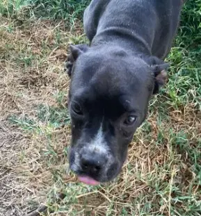 Charlotte - Pit Bull Terrier
