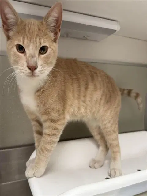 Usopp - Domestic Short Hair