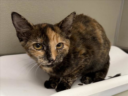 Brook, Domestic Short Hair (medium coat)