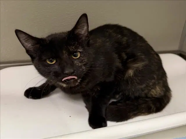Cami - Domestic Short Hair