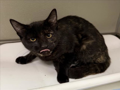Cami, Domestic Short Hair (medium coat)
