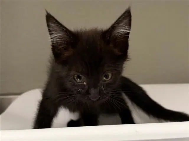 Smoker - Domestic Short Hair